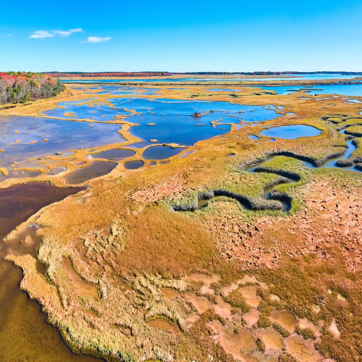What Happens to a Salt Marsh in Fall?