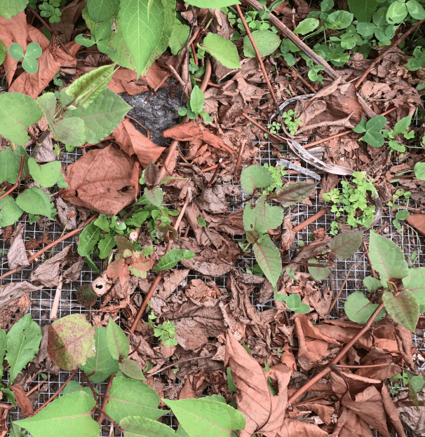 Nature Notes: Tackling Invasive Species & More