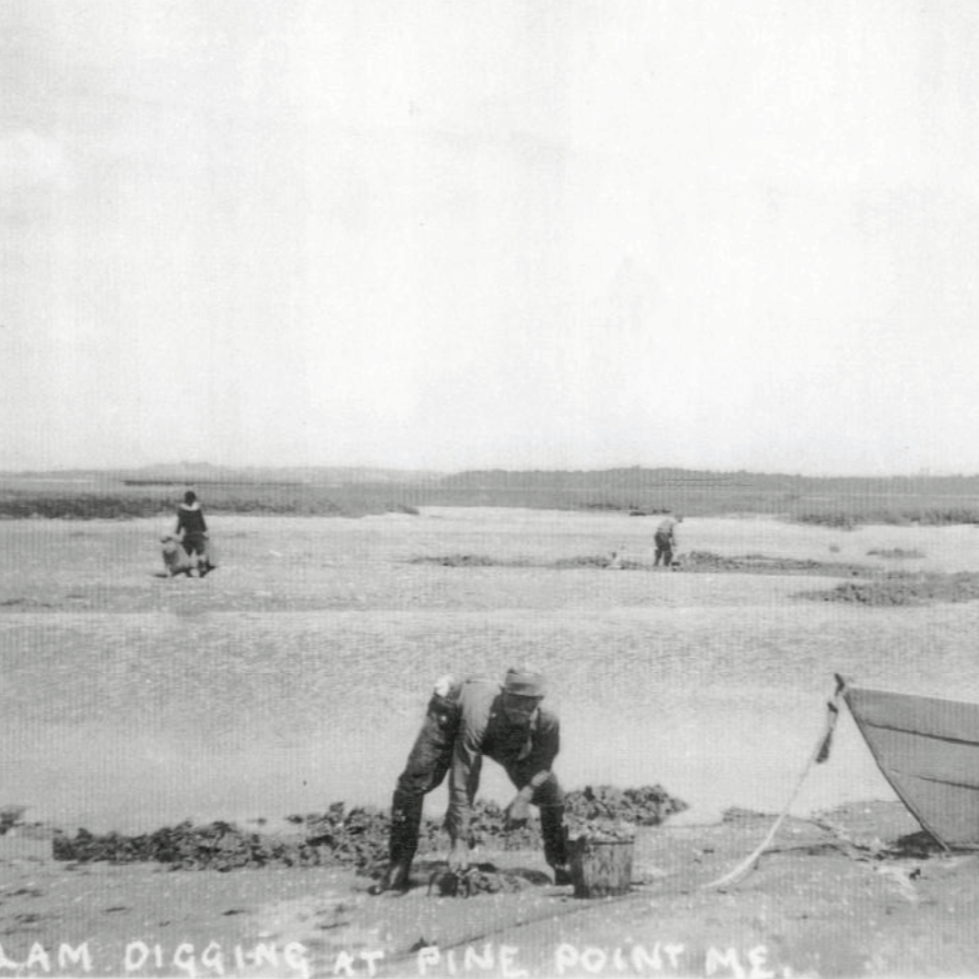 Pine Point Report: Feb 2026