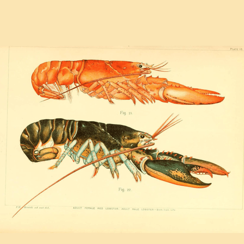 Lessons from “The Secret Life of Lobsters”